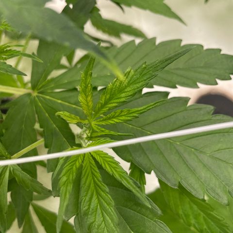 Lifter  growlog photo: Lot of tacoing leaves yellows tips 
