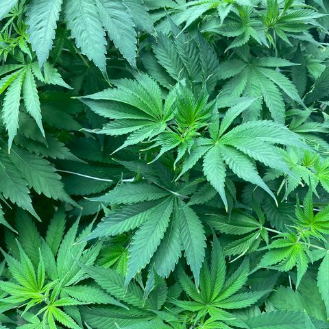 Lifter  growlog photo: Lot of tacoing leaves yellows tips 
