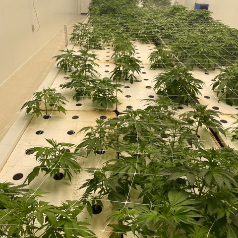 Lifter  growlog photo: Lot of tacoing leaves yellows tips 
