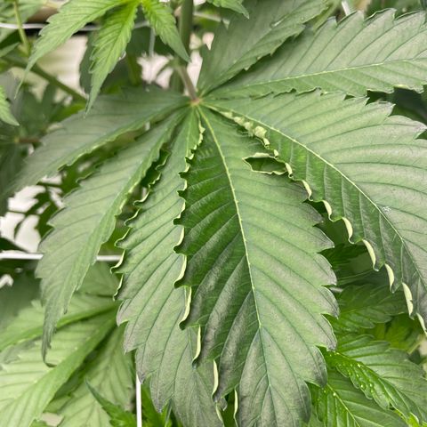 Lifter  growlog photo: Lot of tacoing leaves yellows tips 
