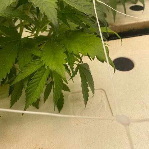 Lifter  growlog photo: Lot of tacoing leaves yellows tips 
