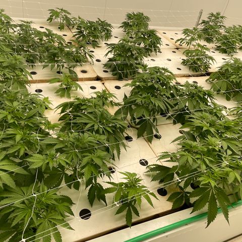 Lifter  growlog photo: Little yellow tips but not as bad as lifter not as much leave issues either still some 