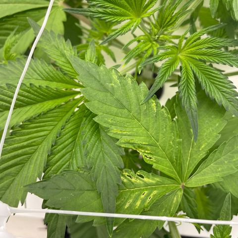 Lifter  growlog photo: Little yellow tips but not as bad as lifter not as much leave issues either still some 
