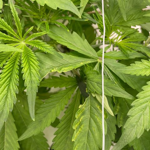 Lifter  growlog photo: Little yellow tips but not as bad as lifter not as much leave issues either still some 