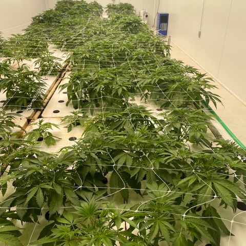 Lifter  growlog photo: Little yellow tips but not as bad as lifter not as much leave issues either still some 