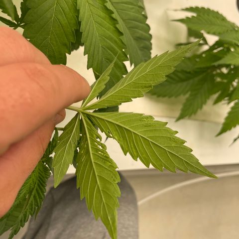 Lifter  growlog photo: Little yellow tips but not as bad as lifter not as much leave issues either still some 