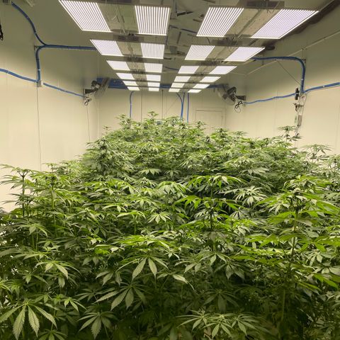 Cbg  growlog photo: Starting to yellow some 