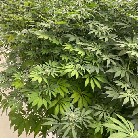 Cbg  growlog photo: Starting to yellow some 