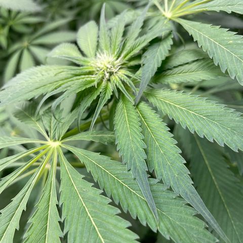 Cbg  growlog photo: Starting to yellow some 
