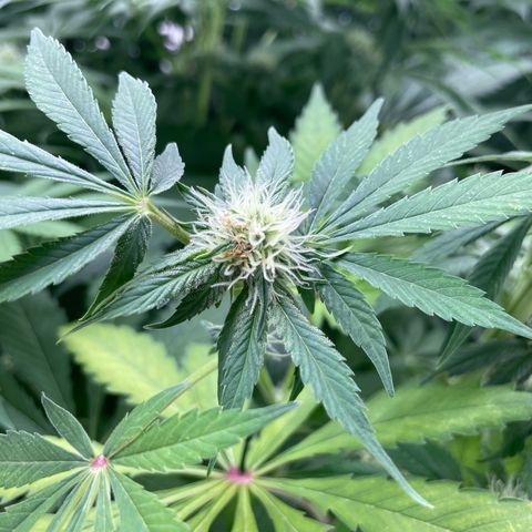 Cbg  growlog photo: Starting to yellow some 
