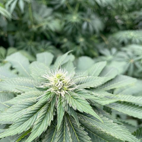 Cbg  growlog photo: Starting to yellow some 