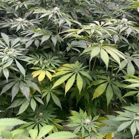 Cbg  growlog photo: Starting to yellow some 