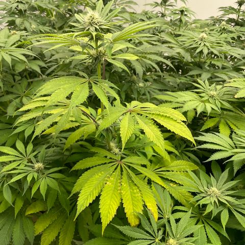 Cbg  growlog photo: Starting to yellow some 