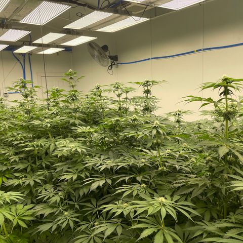 Cbg  growlog photo: Starting to yellow some 