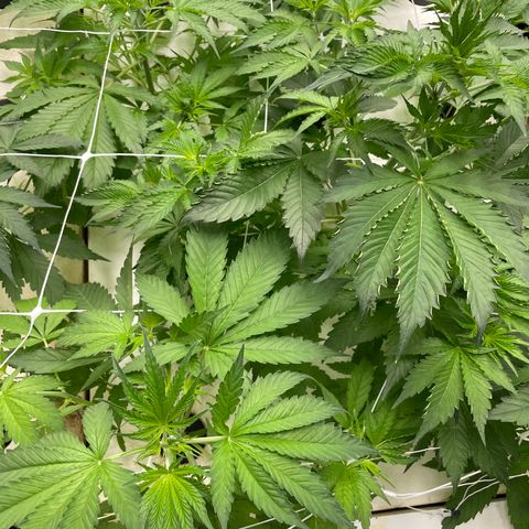 Lifter  growlog photo: Yellow tops in flower today roots a little brown 
