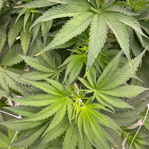 Lifter  growlog photo: Yellow tops in flower today roots a little brown 