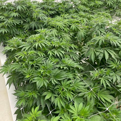 Lifter  growlog photo: Yellow tops in flower today roots a little brown 