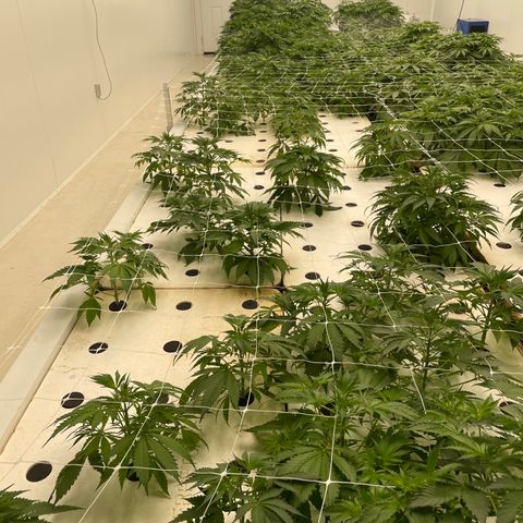 Lifter  growlog photo: Yellow tops in flower today roots a little brown 