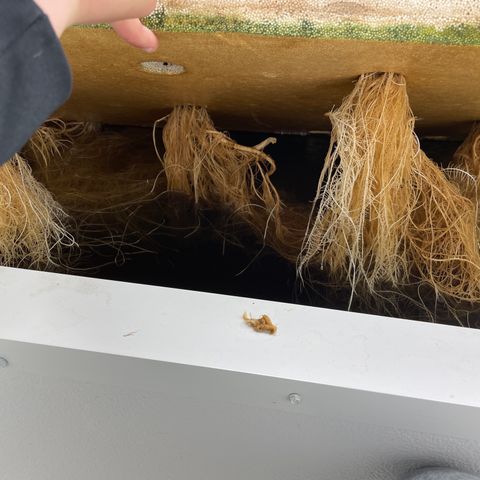 Lifter  growlog photo: Yellow tops in flower today roots a little brown 