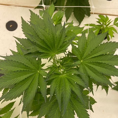 Lifter  growlog photo: Yellow tops in flower today roots a little brown 