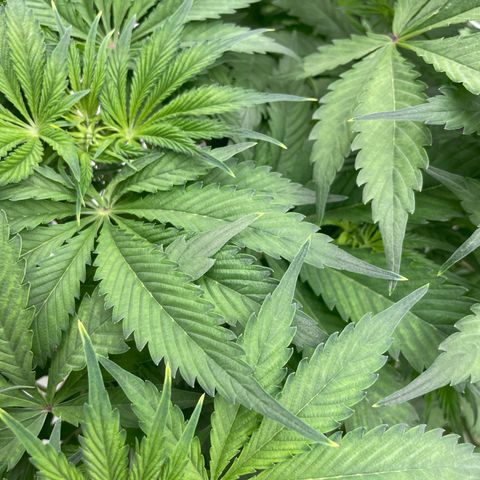 Lifter  growlog photo: Some damages leaves no bugs shown from some kind of nutrients I think 