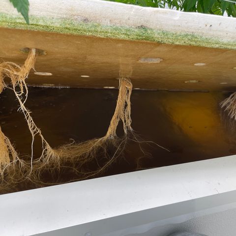 Lifter  growlog timeline photo