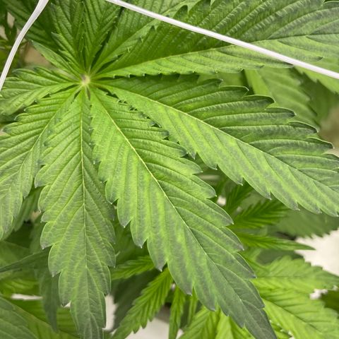 Lifter  growlog photo: Some damages leaves no bugs shown from some kind of nutrients I think 