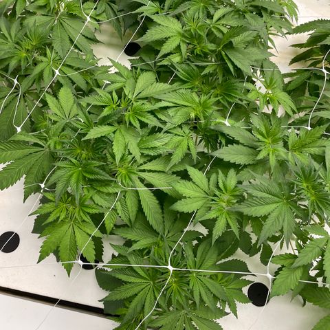 Lifter  growlog photo: Some damages leaves no bugs shown from some kind of nutrients I think 