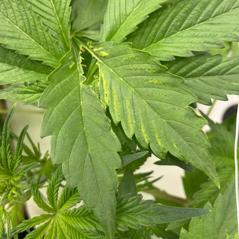 Lifter  growlog photo: Some damages leaves no bugs shown from some kind of nutrients I think 