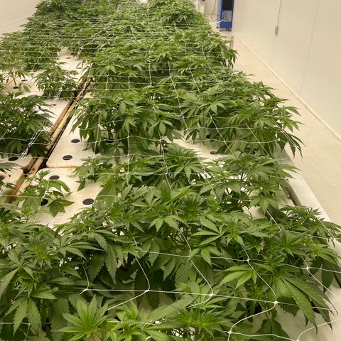Lifter  growlog photo: Some damages leaves no bugs shown from some kind of nutrients I think 