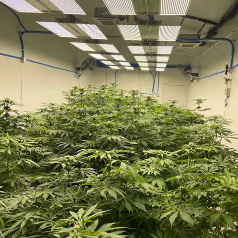 Cbg  growlog timeline photo
