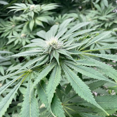Cbg  growlog timeline photo