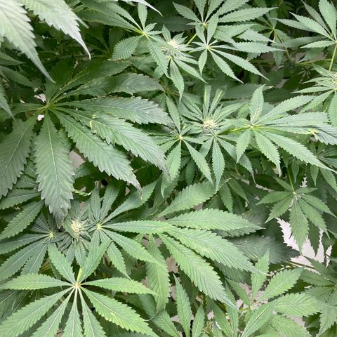 Cbg  growlog timeline photo