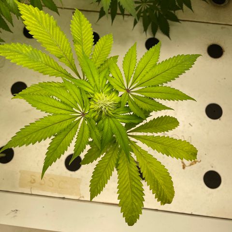 Cbg  growlog photo: Roots all look good and feel good just yellowing 
