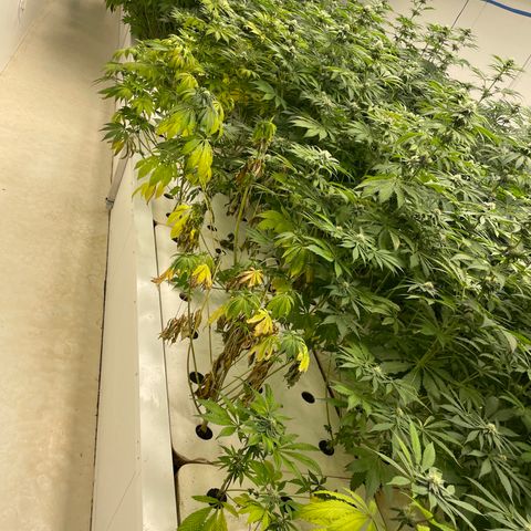 Cbg  growlog photo: Roots all look good and feel good just yellowing 