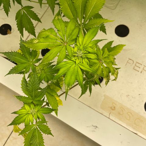 Cbg  growlog photo: Roots all look good and feel good just yellowing 