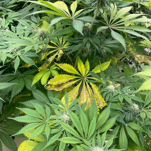 Cbg  growlog photo: Roots all look good and feel good just yellowing 