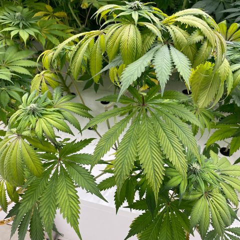 Cbg  growlog photo: Roots all look good and feel good just yellowing 