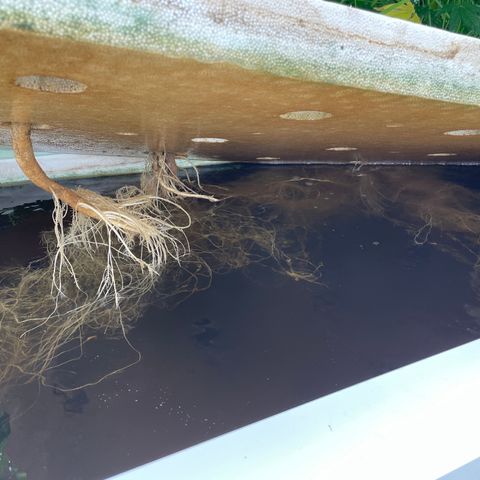 Cbg  growlog photo: Roots all look good and feel good just yellowing 