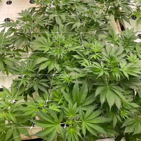 Lifter  growlog photo: Lot of tacked leaves one wilted right as you come in the door roots look way more brown that I think it should plants super green yellow tips 