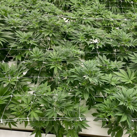 Lifter  growlog photo: Lot of tacked leaves one wilted right as you come in the door roots look way more brown that I think it should plants super green yellow tips 