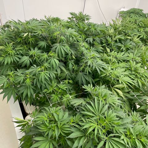 Lifter  growlog photo: Lot of tacked leaves one wilted right as you come in the door roots look way more brown that I think it should plants super green yellow tips 