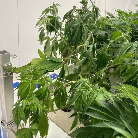 Lifter  growlog photo: Lot of tacked leaves one wilted right as you come in the door roots look way more brown that I think it should plants super green yellow tips 