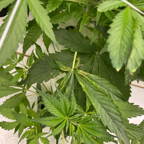 Lifter  growlog photo: Lot of tacked leaves one wilted right as you come in the door roots look way more brown that I think it should plants super green yellow tips 