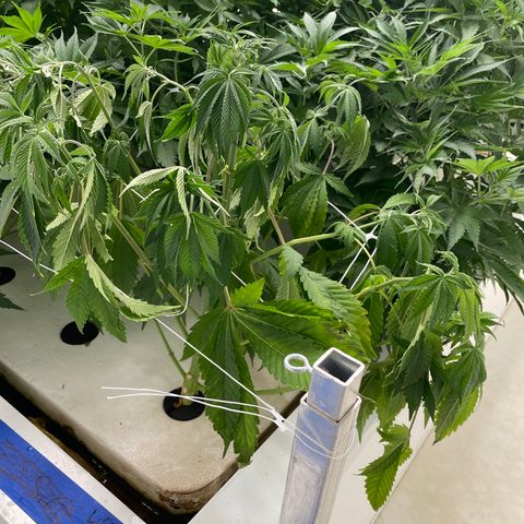 Lifter  growlog photo: Lot of tacked leaves one wilted right as you come in the door roots look way more brown that I think it should plants super green yellow tips 
