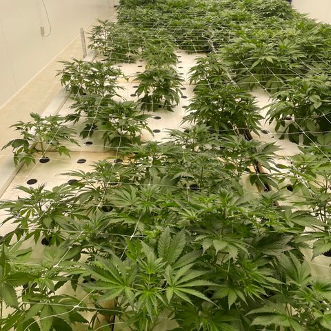 Lifter  growlog photo: Lot of tacked leaves one wilted right as you come in the door roots look way more brown that I think it should plants super green yellow tips 