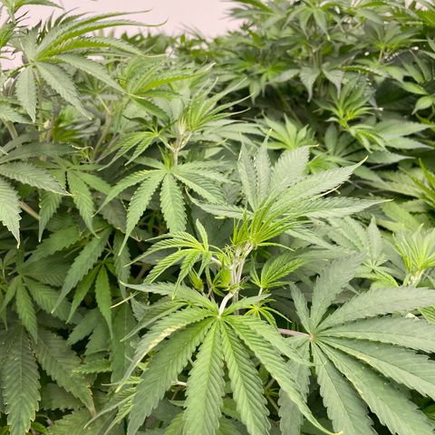 Lifter  growlog photo: Lot of tacked leaves one wilted right as you come in the door roots look way more brown that I think it should plants super green yellow tips 