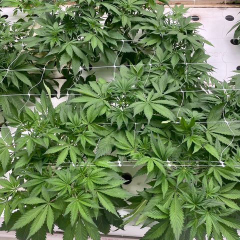 Lifter  growlog photo: Not as green as lifter some spotting on leaves rips on leaves yellow tips roots look alright 