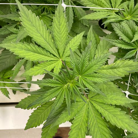 Lifter  growlog photo: Not as green as lifter some spotting on leaves rips on leaves yellow tips roots look alright 