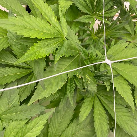Lifter  growlog photo: Not as green as lifter some spotting on leaves rips on leaves yellow tips roots look alright 